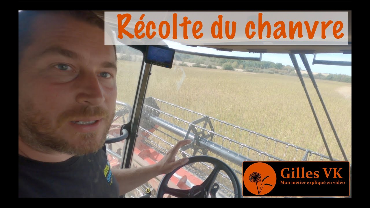 Moisson du chanvre