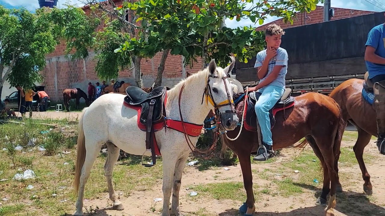 NOVA FEIRA DE CAVALOS DE AGRESTINA PE, DOMINGO, 03.03.24 #nordeste