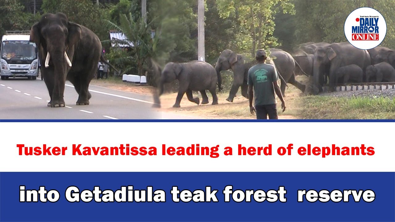 Tusker Kavantissa leading a herd of elephants into Getadiula teak forest  reserve