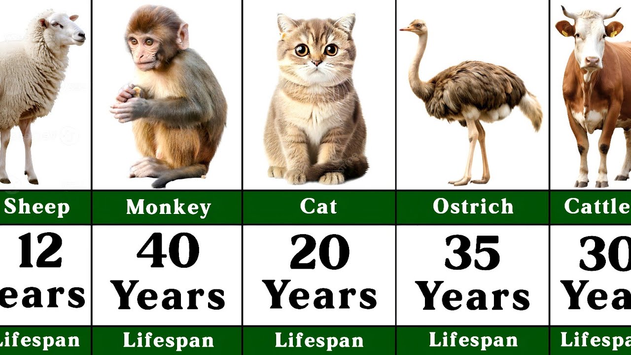 Comparison: Animals with the Longest and Shortest Lifespans