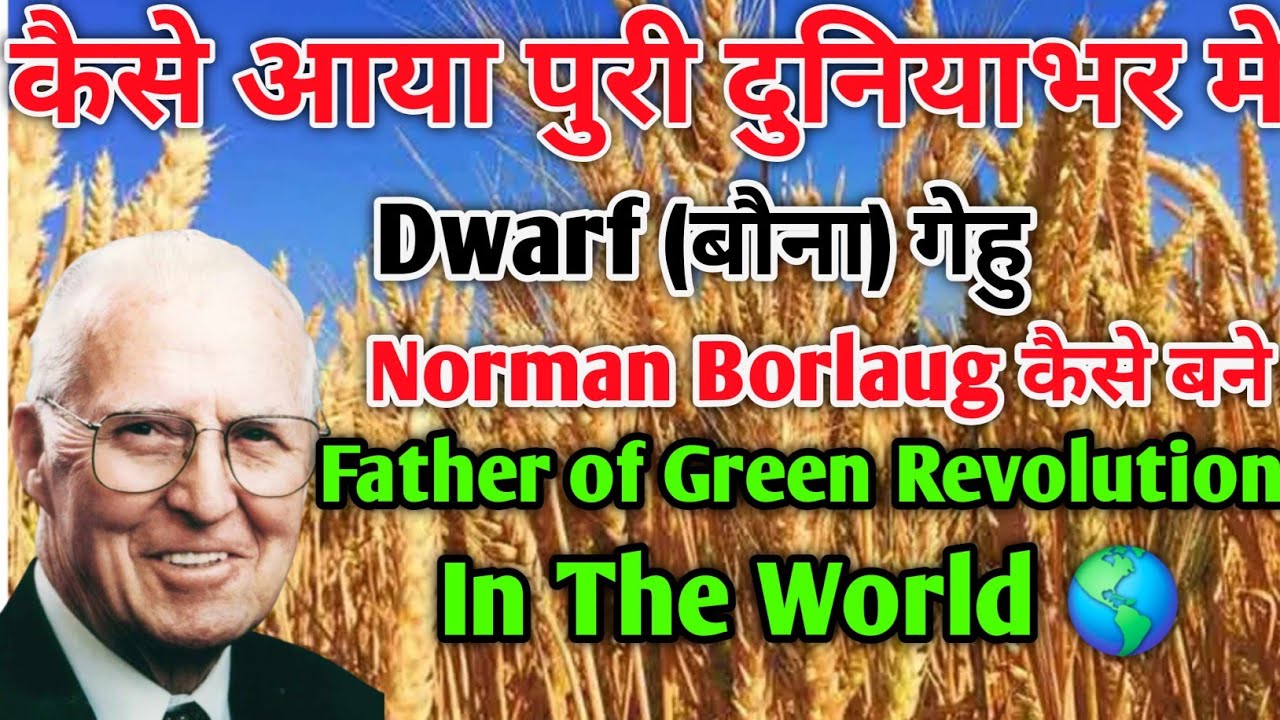 How To Develop Dwarf Wheat in World 🌎 | कैसे बने Norman Bolaug Father of Green revolution #wheat 