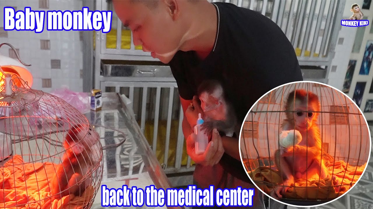 Take baby monkey Happy back to the veterinary hospital to treat the wound - MONKEY KIKI