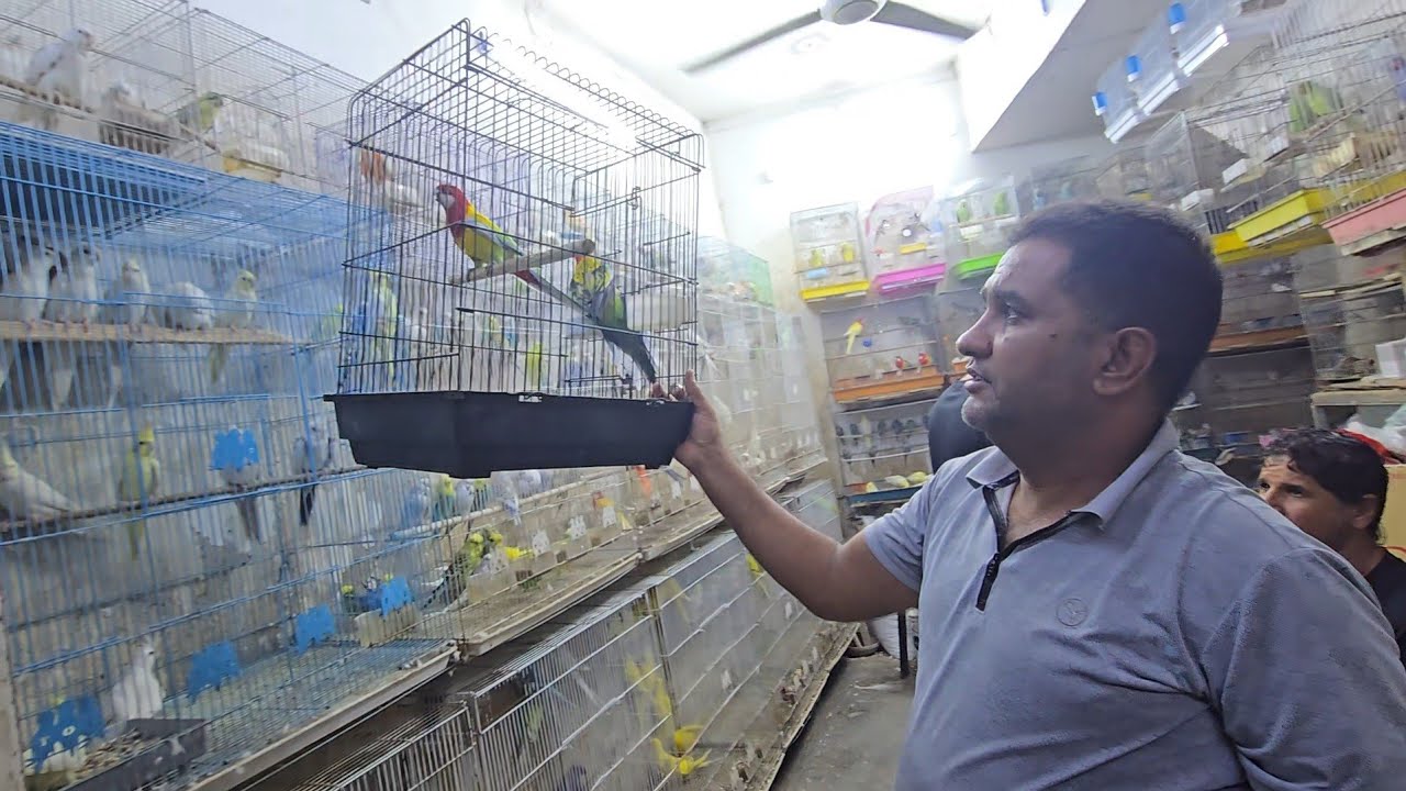 سوق بغداد منطقة الحرية الاولى شارع الجنابيز انواع طيور الزينة مع الاسعار 22 اكتوبر 2025