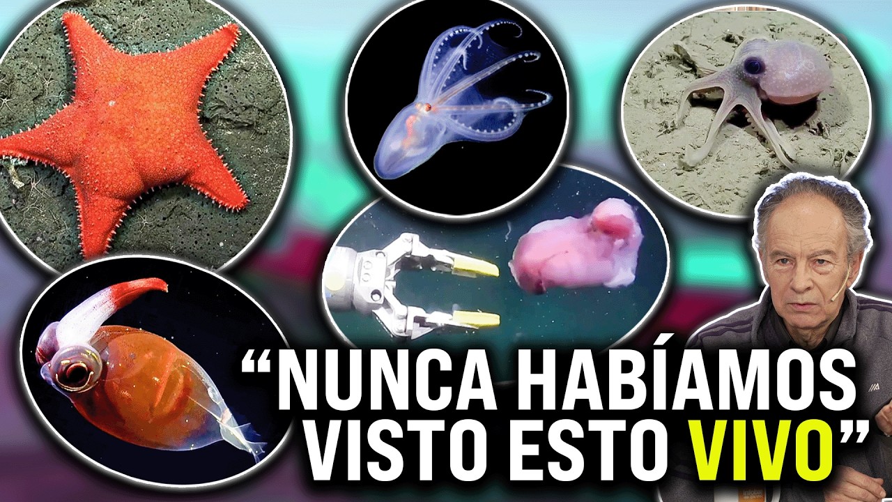 Qué se ENCONTRÓ en el FONDO del MAR argentino: Especies NUEVAS y SECRETOS OCULTOS