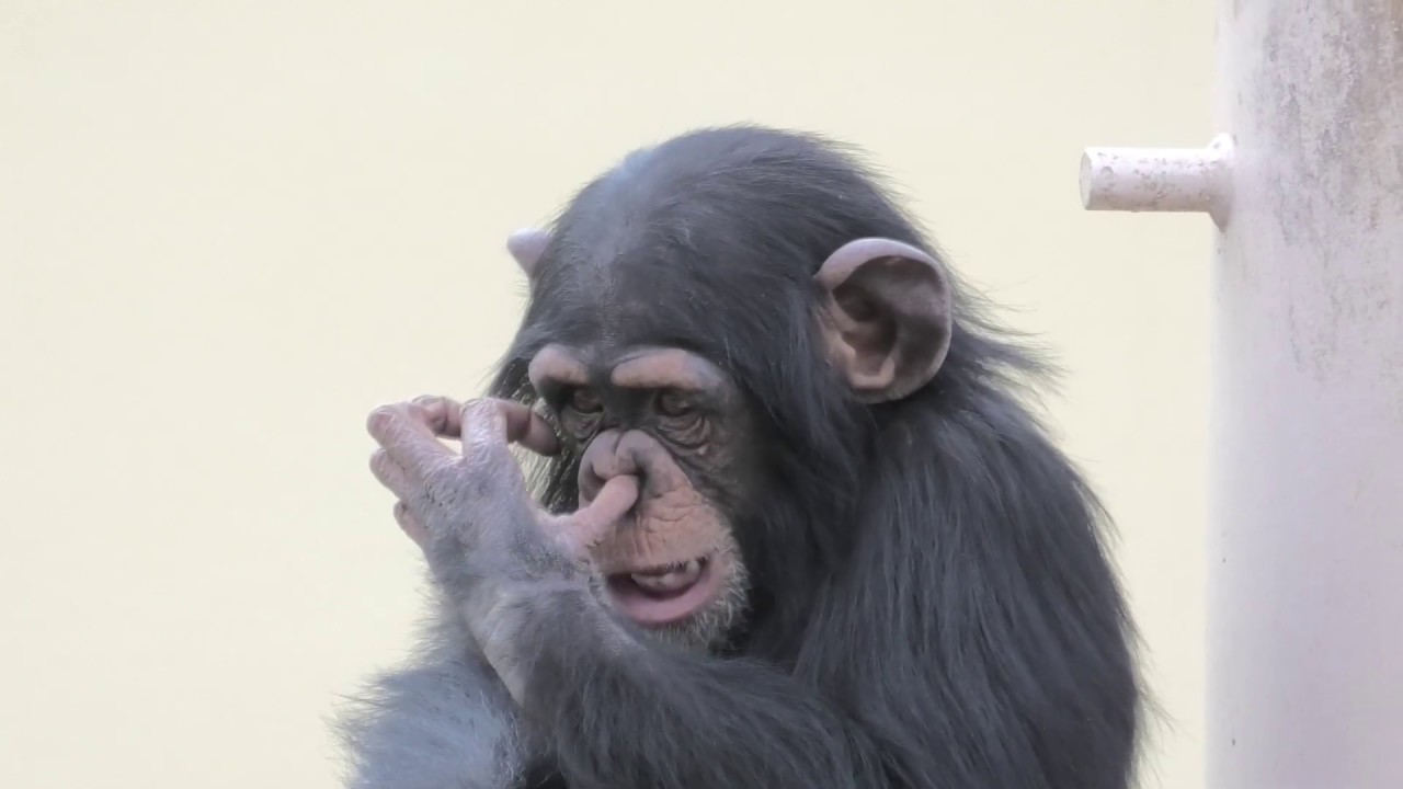 三世代にわたるリキ家族　東山動植物園　チンパンジー