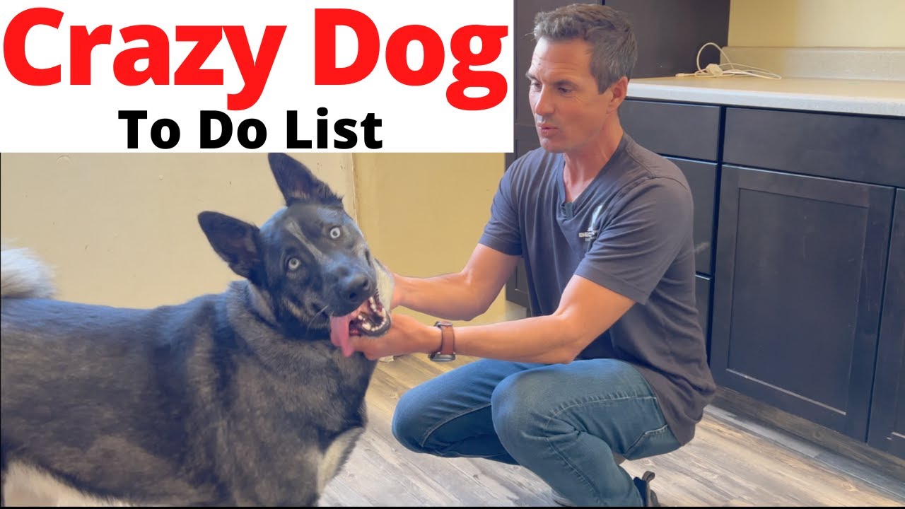 Top 3 things I do with every wild dog