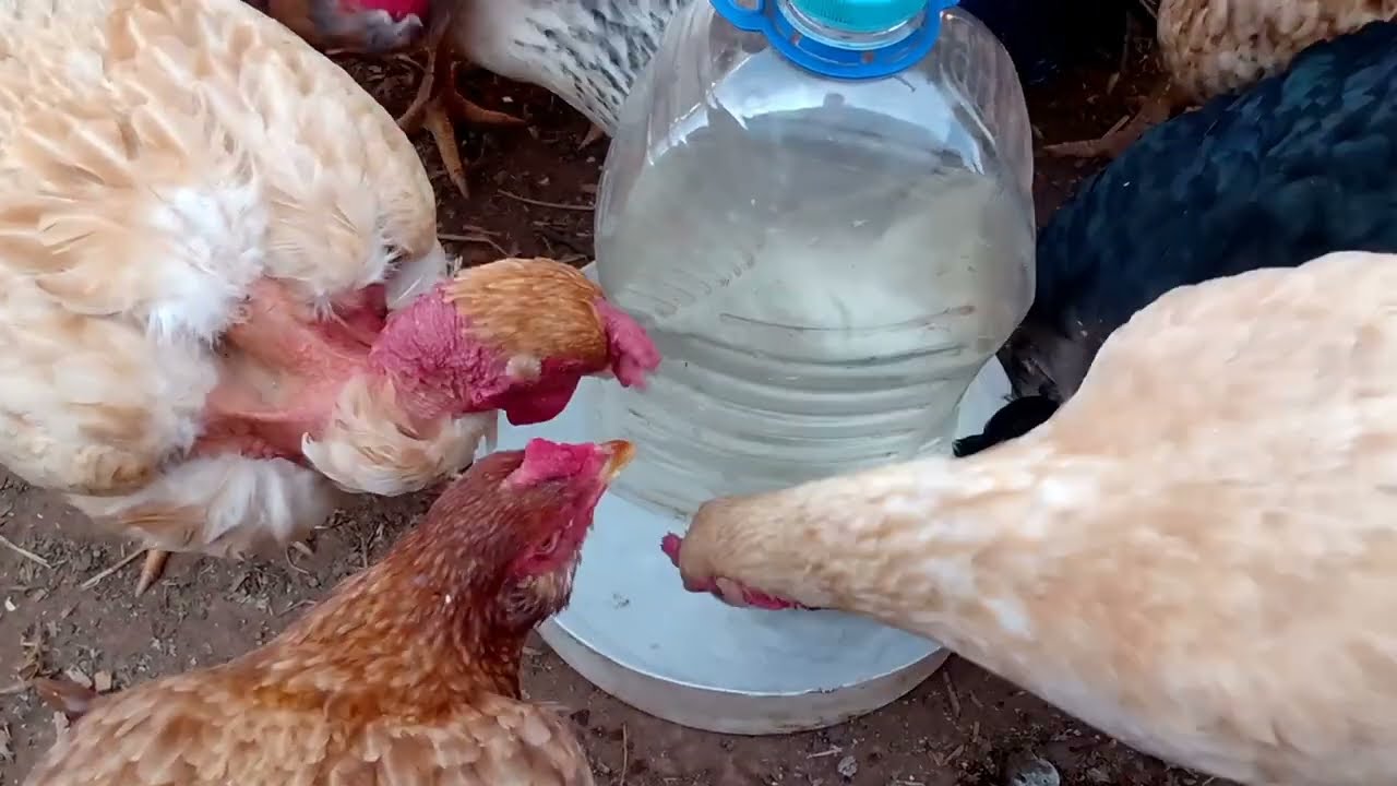 COMO FAZER BEBEBDOURO CASEIRO F&Aacute;CIL E BARATO