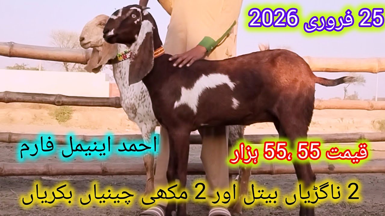 2 مکھی چینیاں پٹھا اور 2 ناگڑیاں بیتل گھبن پٹھا 4 ماہ کی قیمت 55  ھزار احمد اینیمل فارم 03045896486