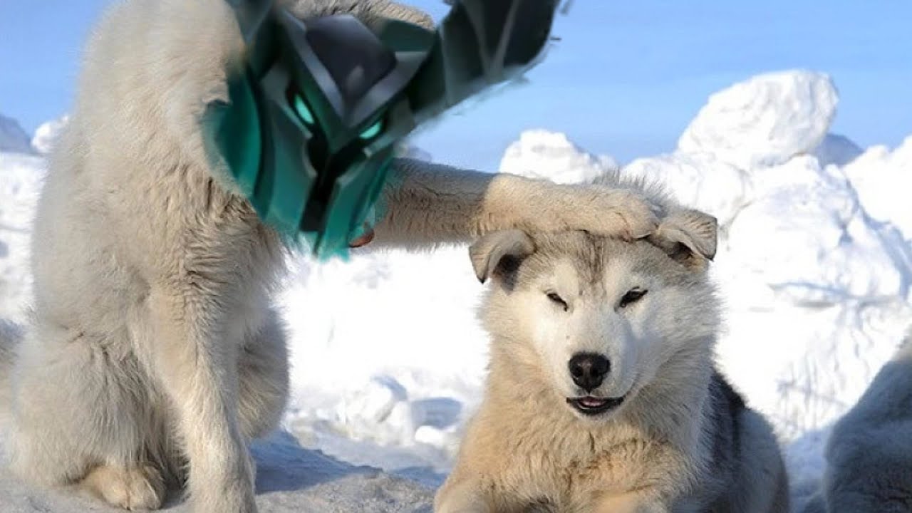 I am not done with you Wolf! | Legends of Runeterra