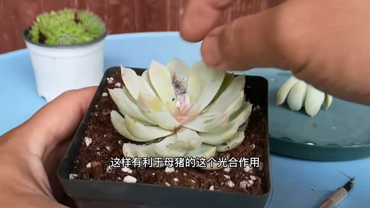 新手入门之多肉植物砍头繁殖