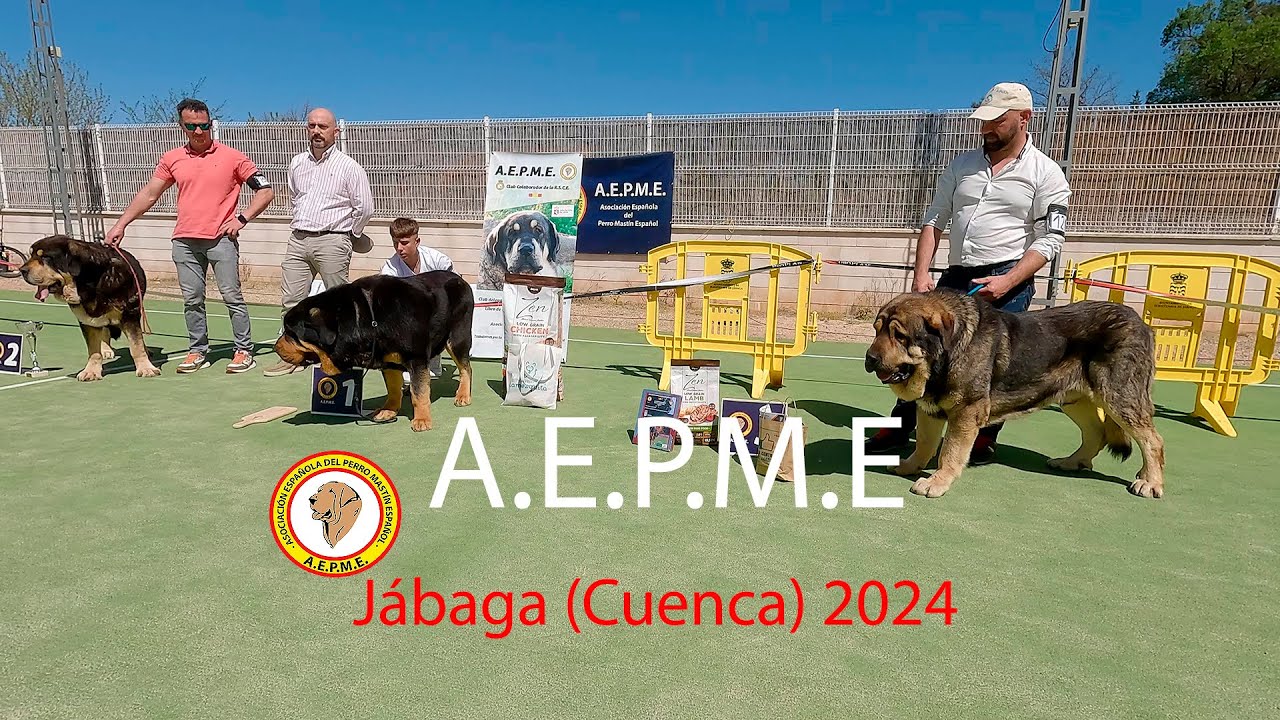 A.E.P.M.E. CONCURSO DE MASTÍN ESPAÑOL. JÁBAGA 2024