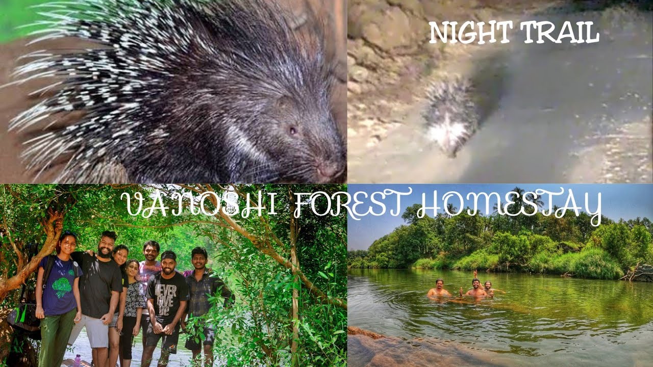 जंगल वाचवून Wildlife Tourism आणि NightTrail चा थरारक अनुभव