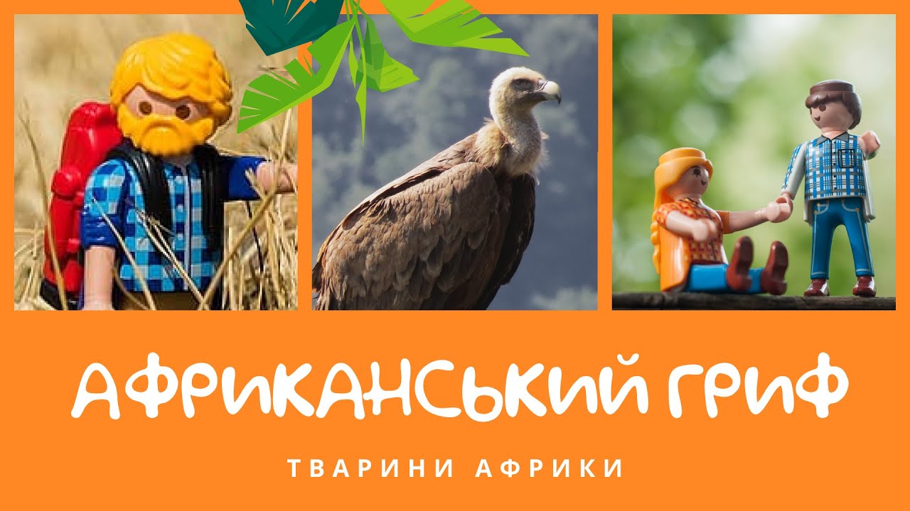 Африканський гриф. Тварини Африки | КоМарко