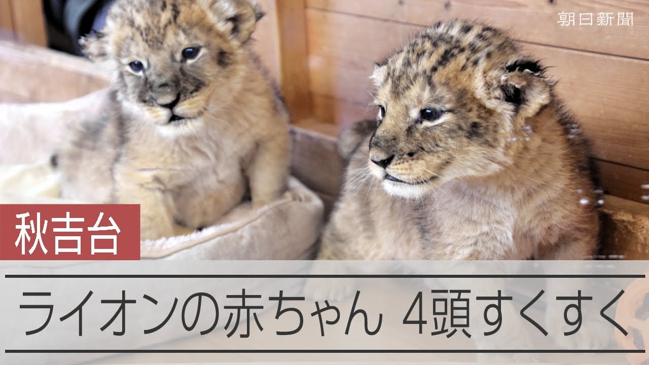 ライオンの赤ちゃん4頭、すくすく育つ　秋吉台サファリランド