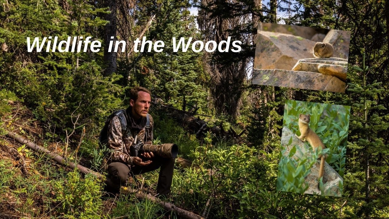 How I FIND WILDLIFE in the FOREST and read the landscape, PHOTOGRAPHING WEASELS, PIKA and a visitor