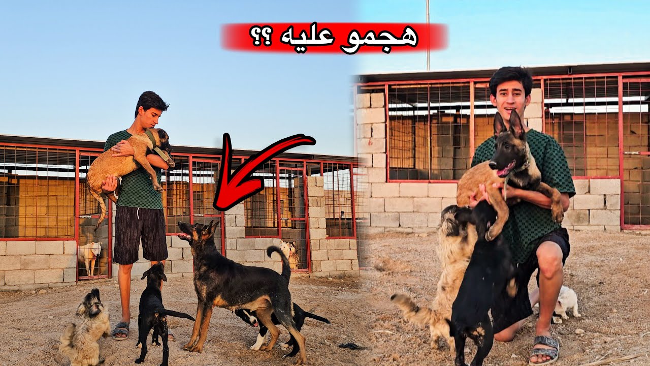 رحت على مزرعة صلبوخ واخذت كلبي المالينو - رد فعل روك صدمني !! 😧🔥