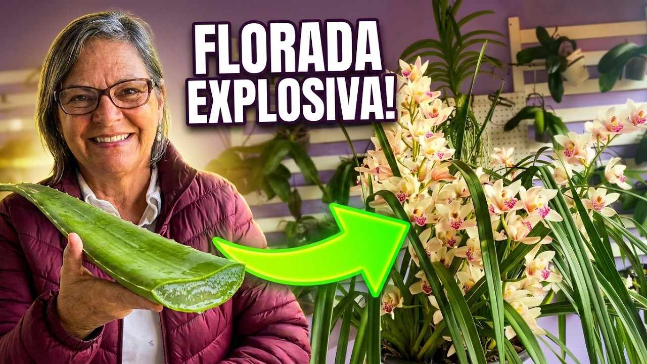 MELHOR ADUBO CASEIRO PARA CYMBIDIUM  FLORIR  -  PASSO A PASSO - RECEITA COMPLETA
