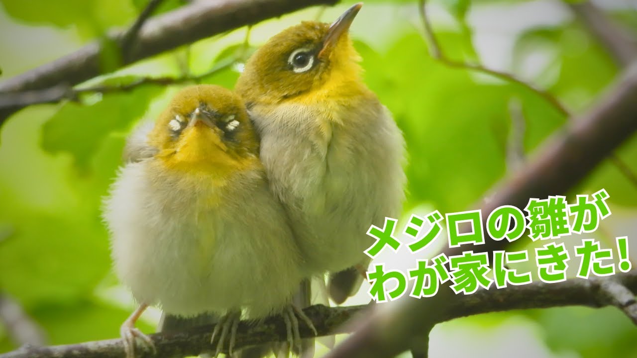 【メジロ雛のかわいい成長記録】給餌・昼寝付きメジロ幼稚園！1ヶ月間の成長と旅立ち