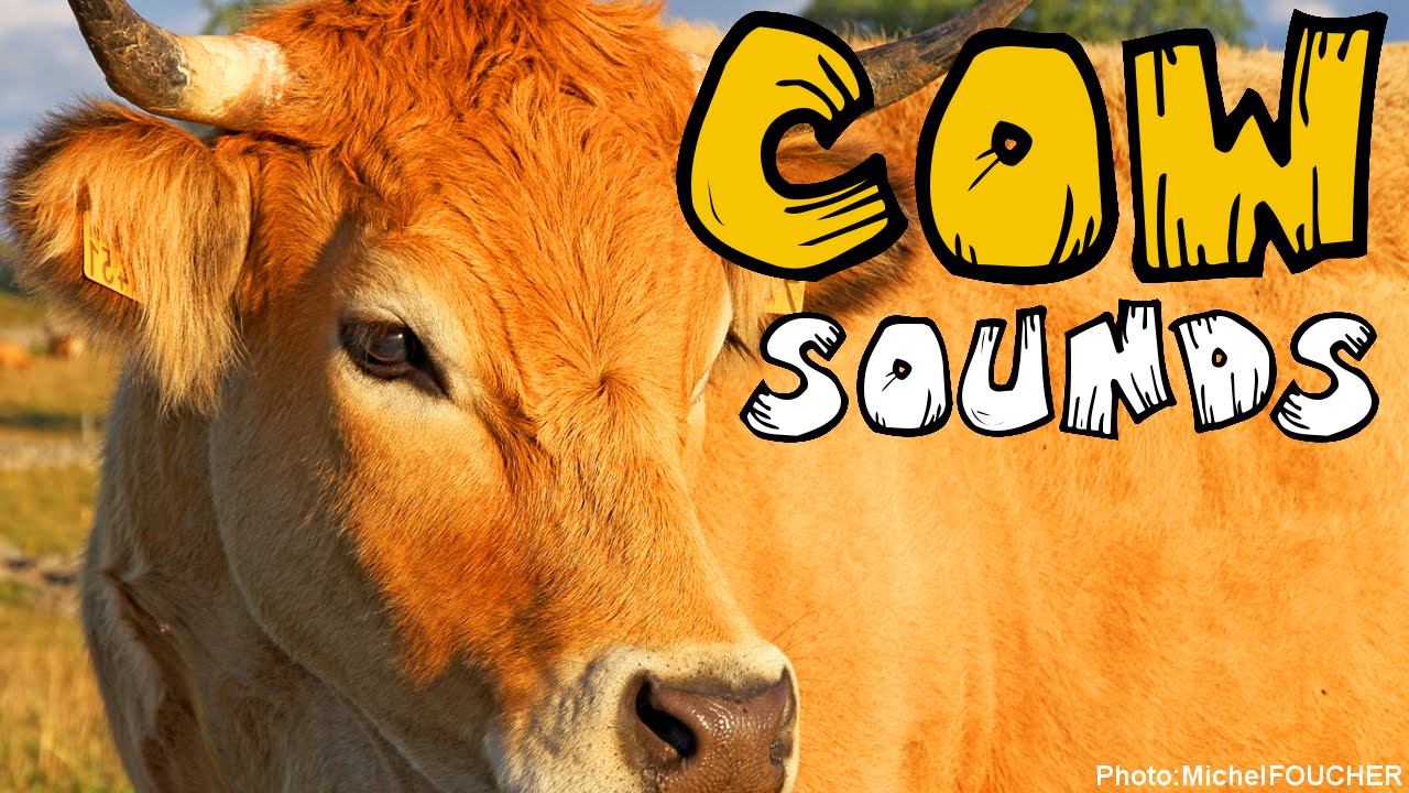 COW SOUND [25+ Different Cattle / Cow Noises] [Animal Sounds]