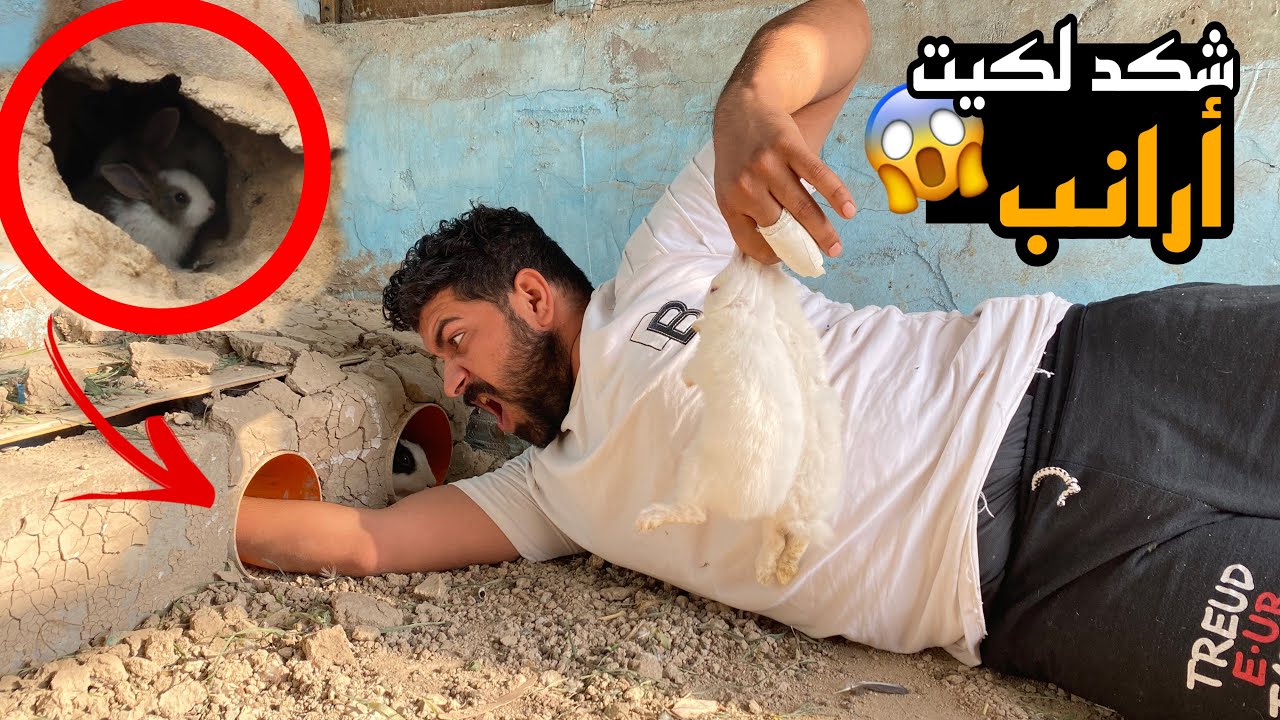 البحث عن الأرانب🐇كضيت الأرانب البرية😱ولأرنبة سمسمه جابت