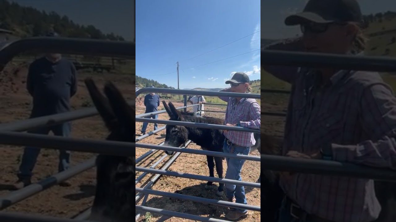Donkey Handling 101   Part 1   08 24 2025