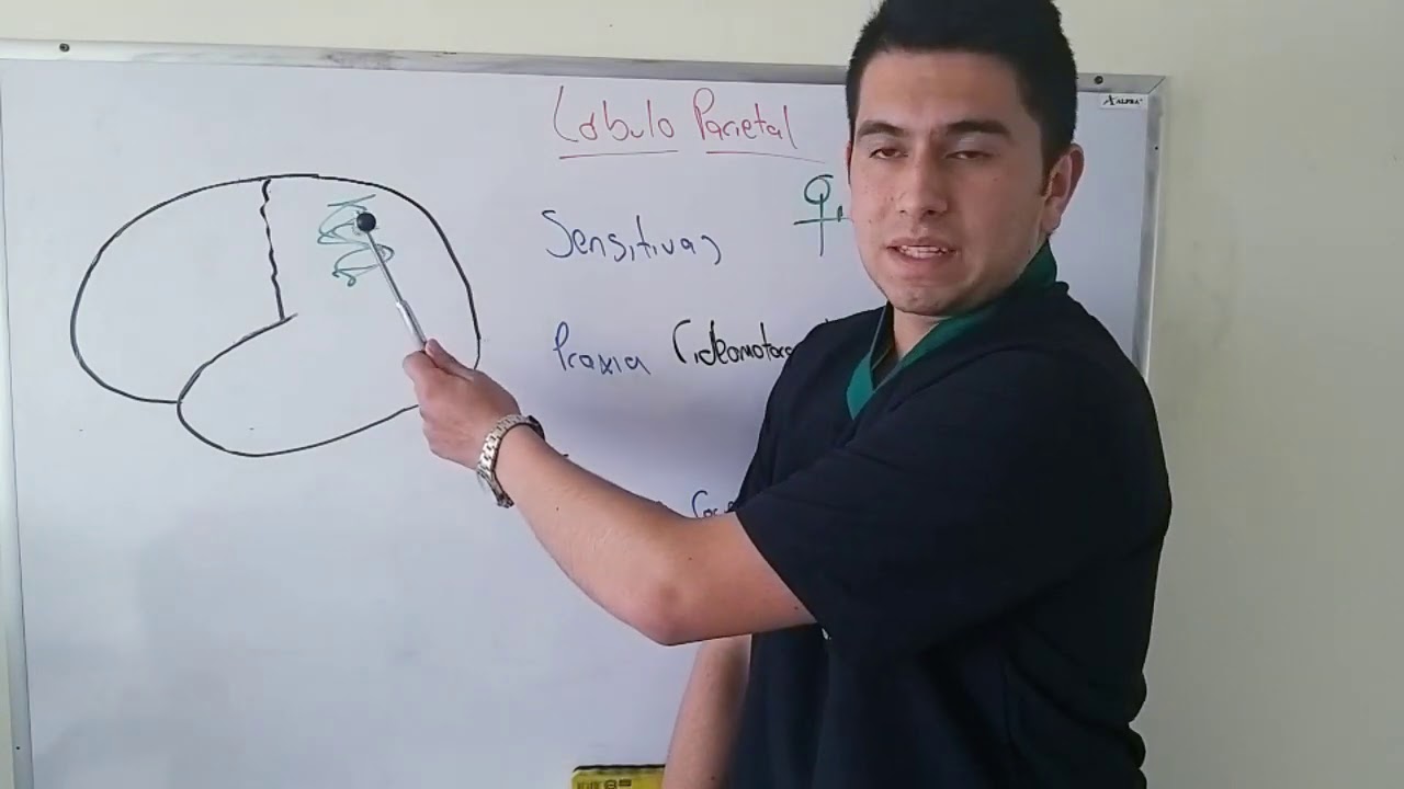 S&iacute;ndromes Corticales Neurolog&iacute;a