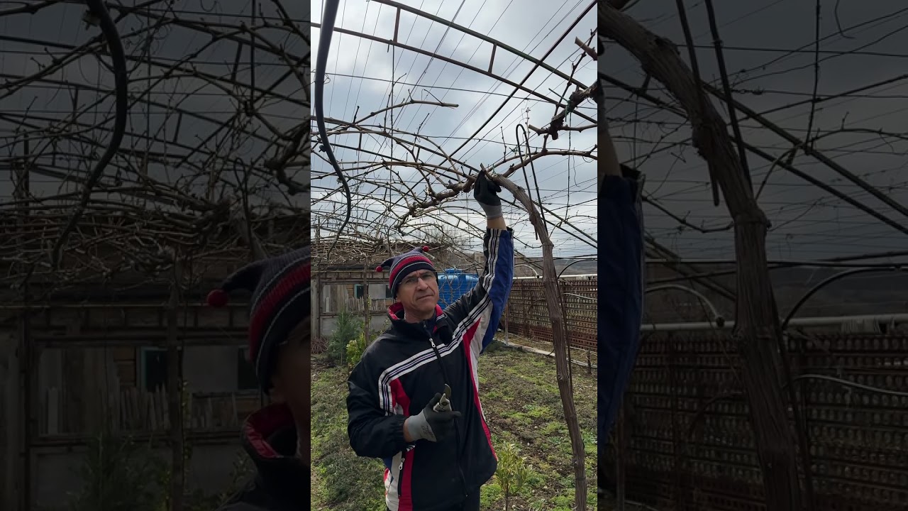Это полезно знать всем про виноград 