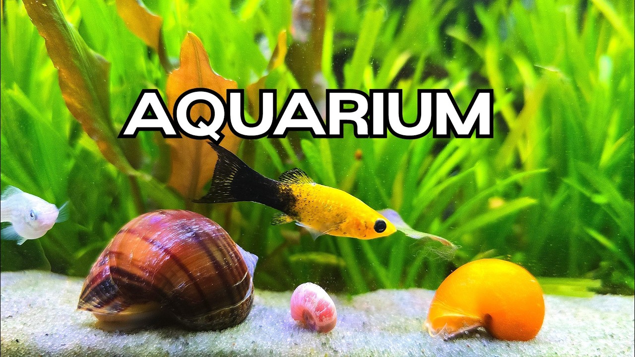 🔴LIVE Silent Aquarium 🐟 Relaxing Fish Tank for TV, Focus & Study