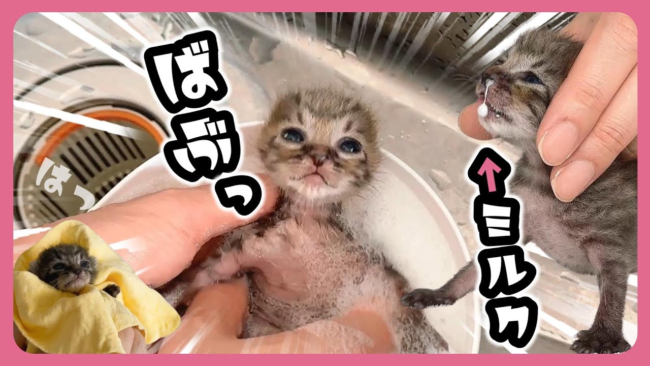 【子猫のシャンプー】汚れてたから洗ったら・・・「バブッ」風呂上がりのミルクで鼻からミルクがキレイに出たよ【保護猫生活10日目】