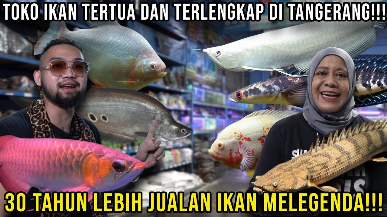TOKO IKAN TERTUA DAN TERLENGKAP DI TANGGERANG!!! 30 TAHUN LEBIH JUALAN IKAN MELEGENDA!! PISCES