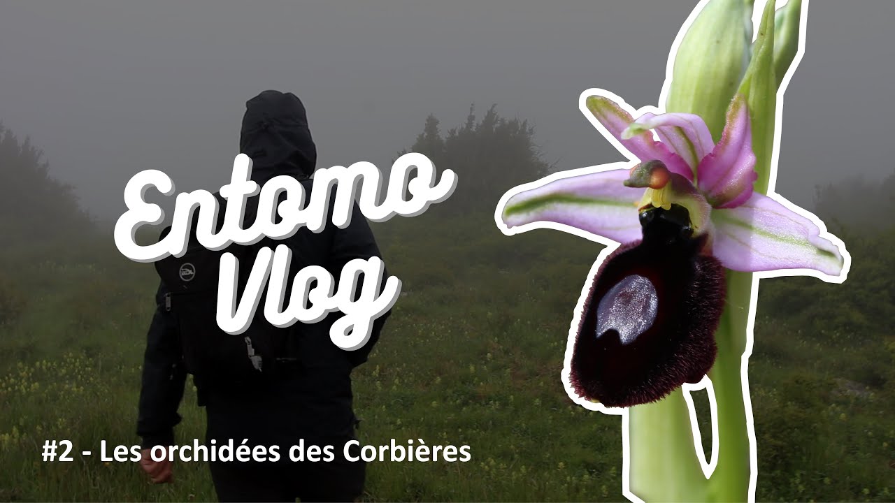 Entomo-vlog #2 - Les orchidées des Corbières