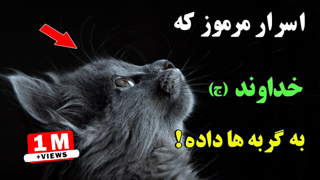اگر گربه ای به شما نزدیک شود ، به این معناست که از طرف خداوند (ج) به شما نشانه ای وجود دارد | ISA TV