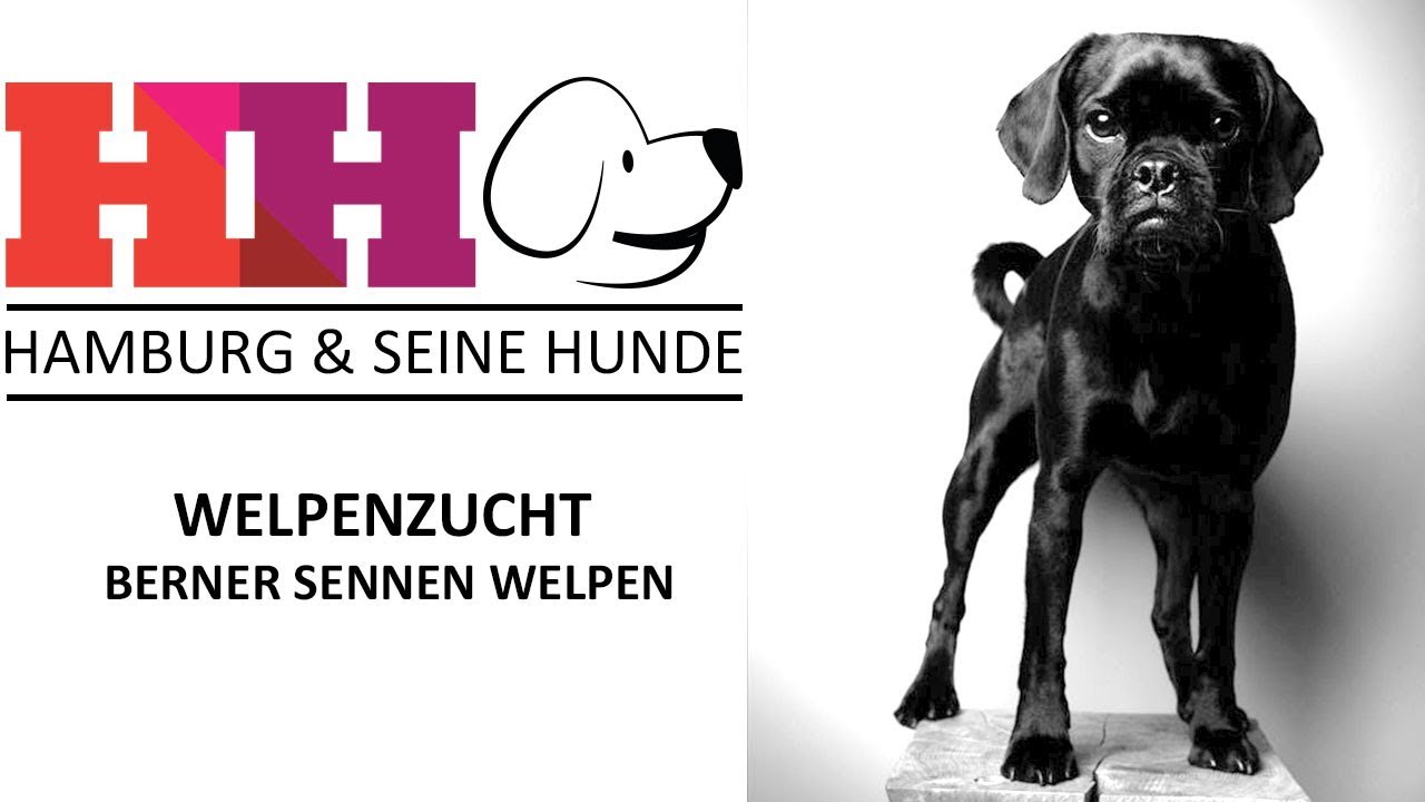 Hamburg & seine Hunde | Folge 24 - Welpenzucht – Berner Sennen Welpen