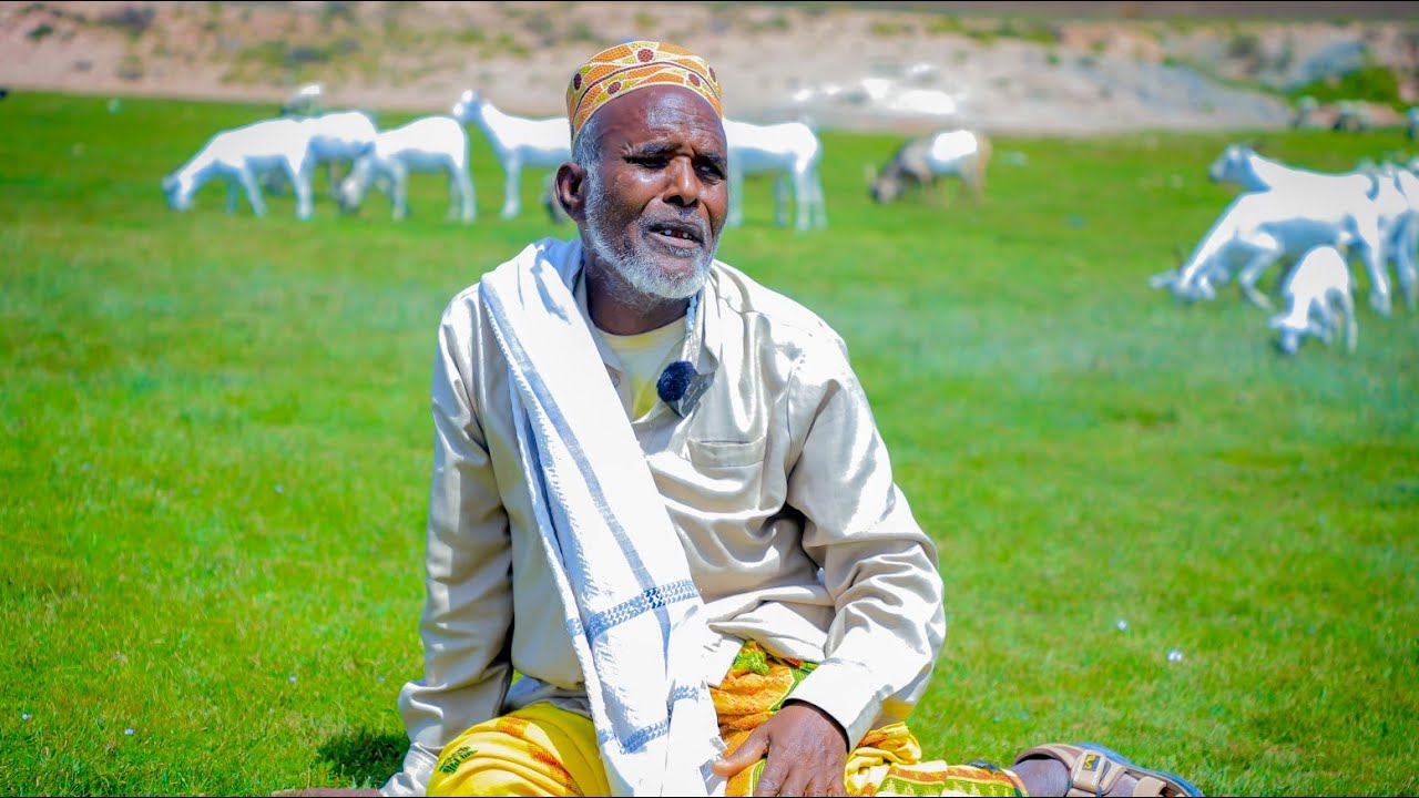 Saylada cagaaran ee magalada lafaruug ee degmada madheera ee gobolka Saaxil #somaliland