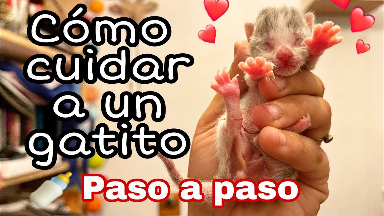 Cómo CUIDAR a un GATITO bebé SIN MADRE 🍼
