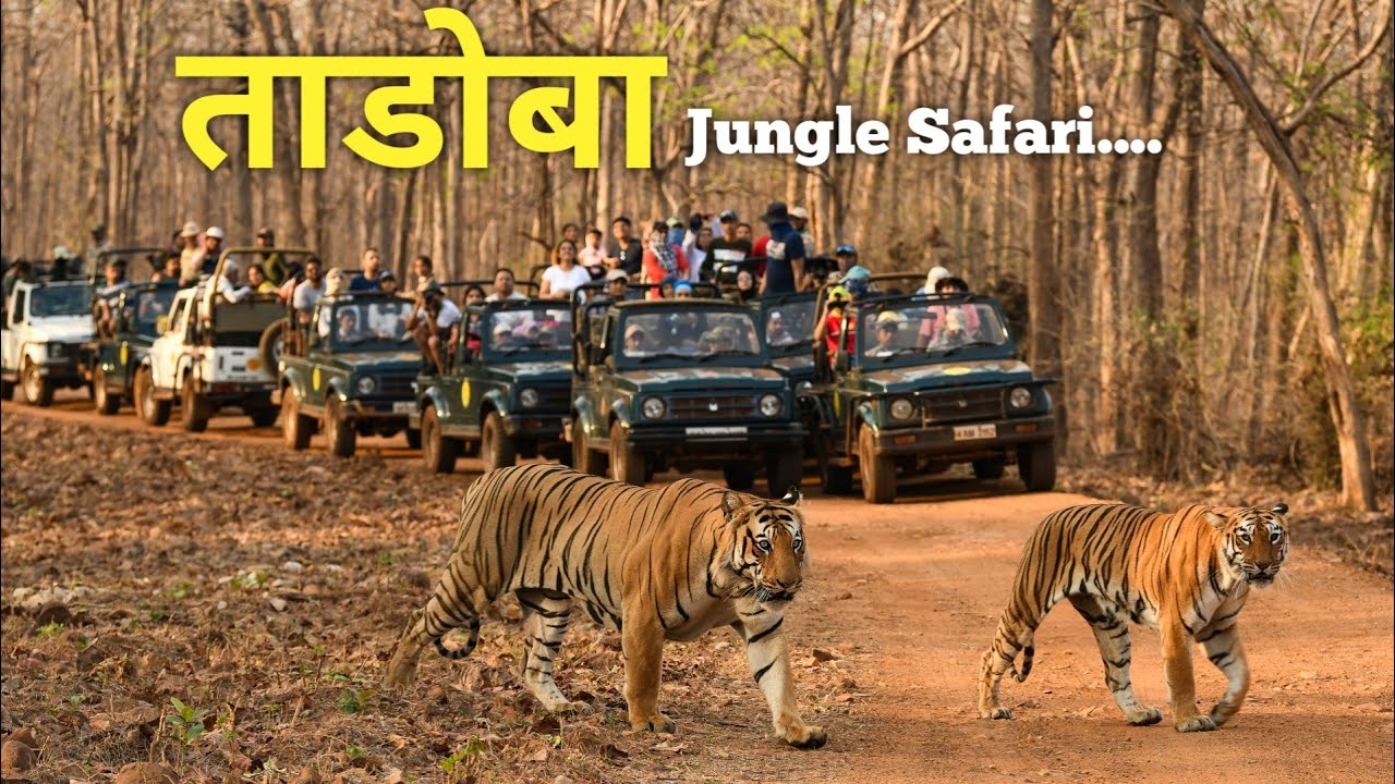 Tadoba Jungle Safari 2025 | Tadoba Andhari Tiger Reserve | Kesalaghat Gate | Tadoba National Park |