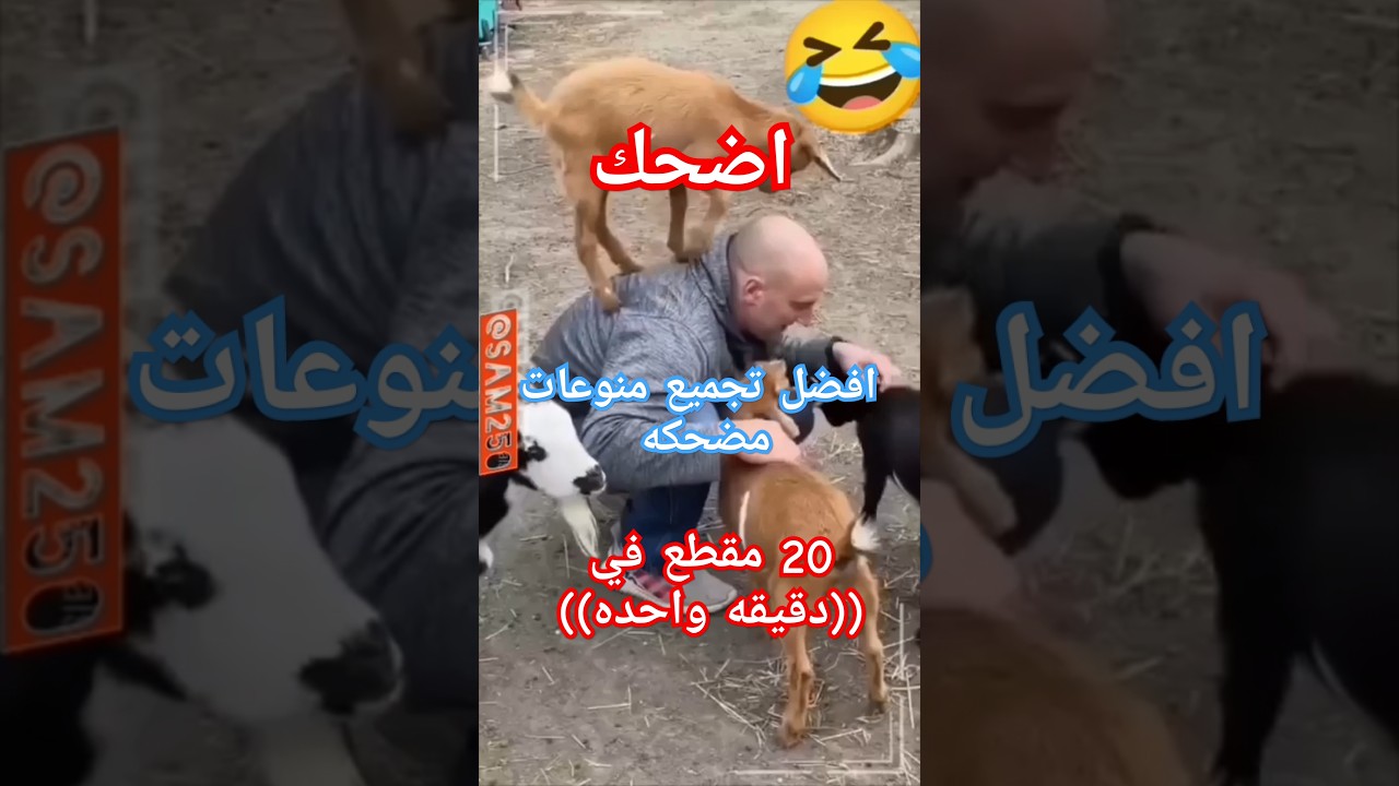 مضحك : منوعات مضحكة، مضحك للبشر والحيوانات 2 #جديد #funny #comedy #ضحك #funnyanimals #اكسبلور #prank