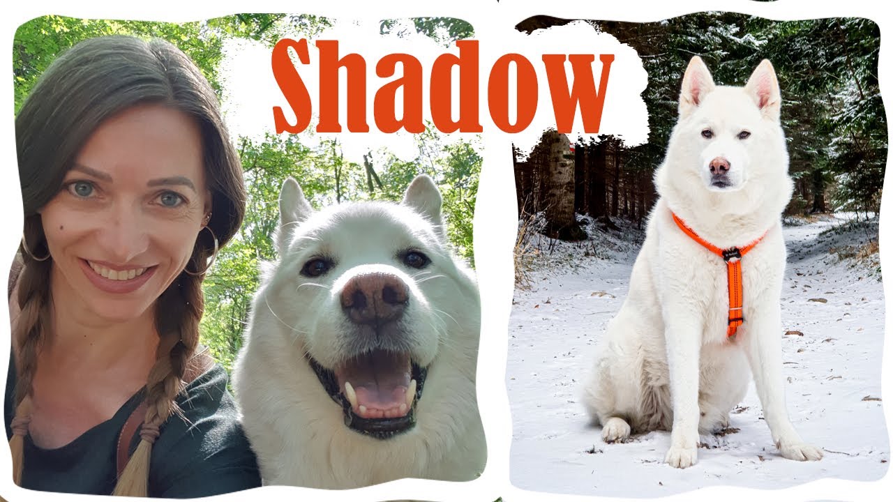 Shadowův Příběh 🐻‍❄️❄️