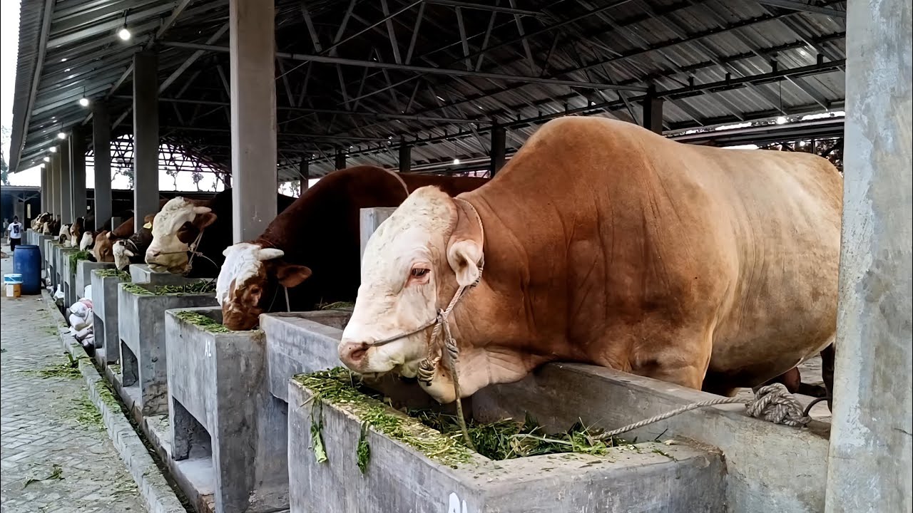 SAPI SAPI JUMBO SIAP QURBAN IBS Farm Kediri❤️‍🔥❤️‍🔥