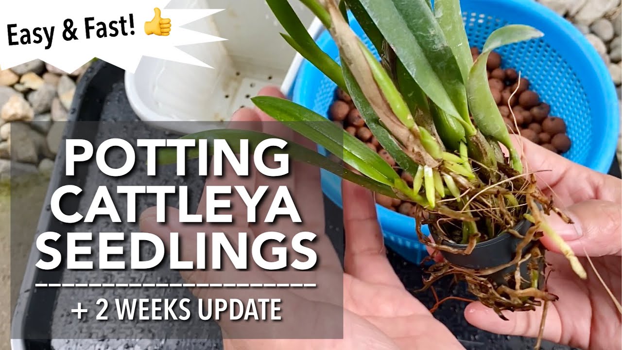 POTTING Cattleya Seedlings With Update  | Orchid Repot | How To Plant Cattleya Seedlings In A Pot