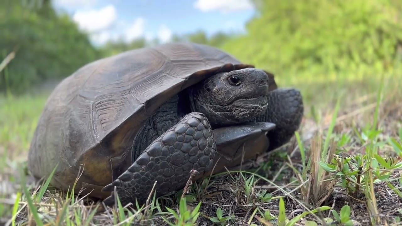 Exploring: Greenbriar Neighborhood Of Lehigh Acres,Fl - DON&rsquo;T EVER BUY THIS LOT! protected Species!