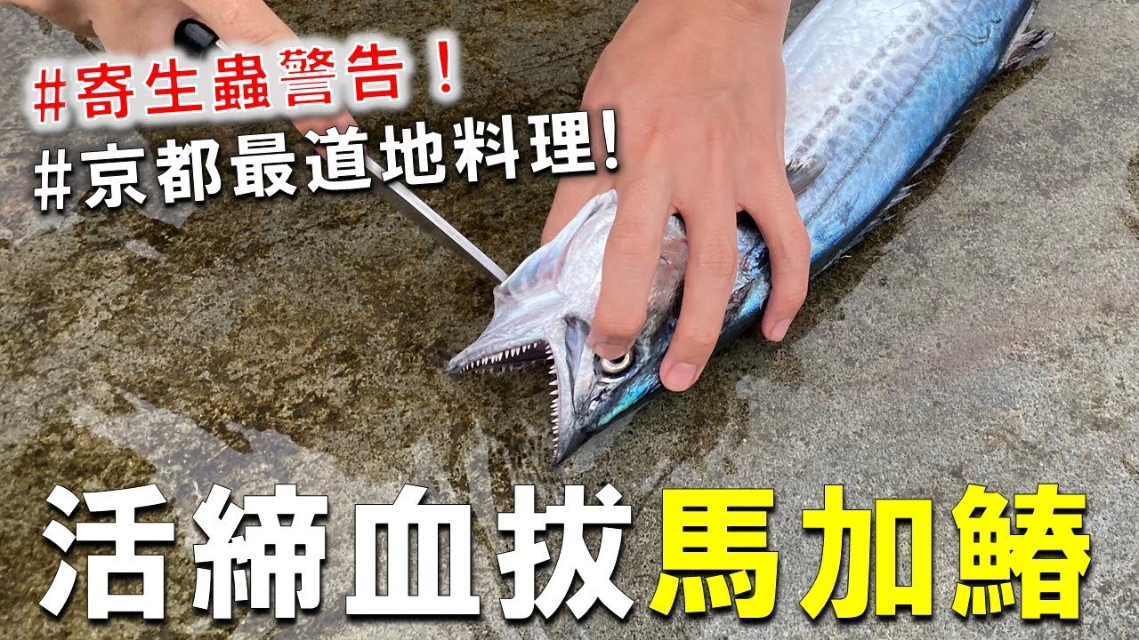 日本朋友在石城漁港，活締血拔超新鮮鰆魚 ，沒想到居然有黑色孢子蟲 ! 馬加、土魠還是白北仔 ?