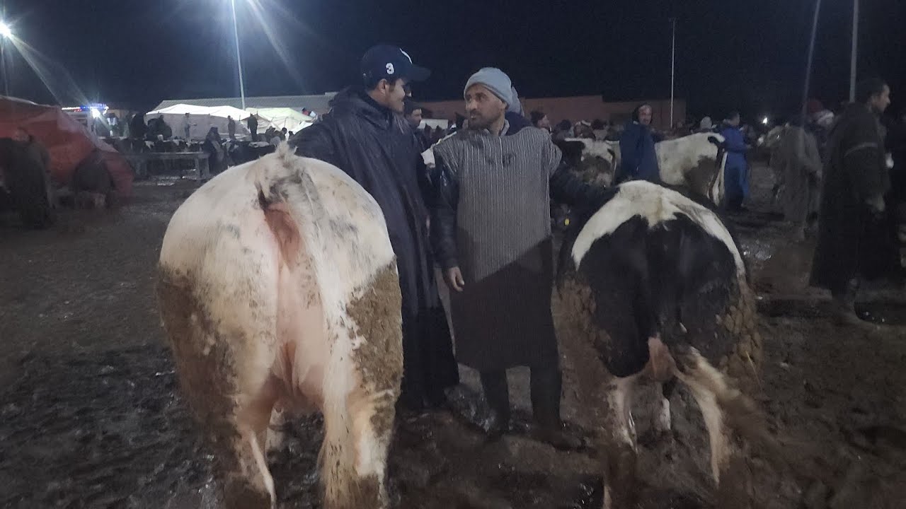 مباشرة من سوق الأسبوعي جمعة كيسر مع تمن تور كزاري 🇲🇦