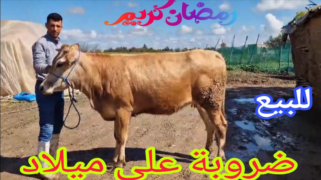 تباااارك الله💫 ضروبة على ميلاد 🌟إتصل 06.41.08.11.85📞 ألو سي حوسين نواحي الغرب🇲🇦 