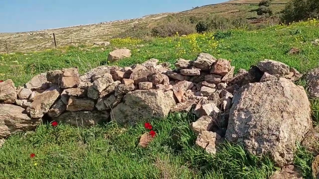 شطنا راس السدار. Shatana 