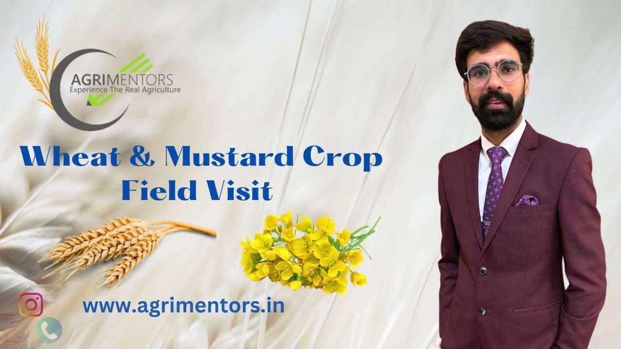 Wheat & Mustard Crop Field Visit | Mustard Flowering Stage & Wheat tillering stage