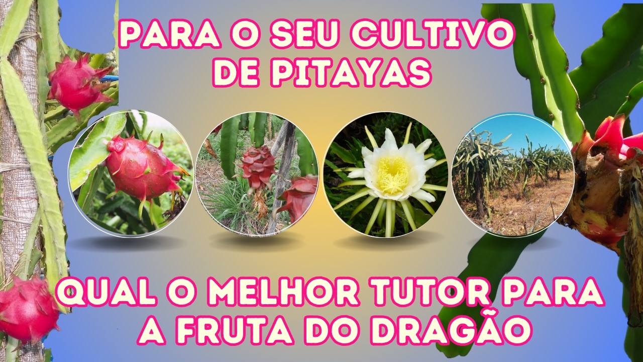COMO ESCOLHER O MELHOR TUTOR PARA CULTIVO DE PITAYAS - SEIS TIPOS TUTORES PARA DRAGON FRUIT