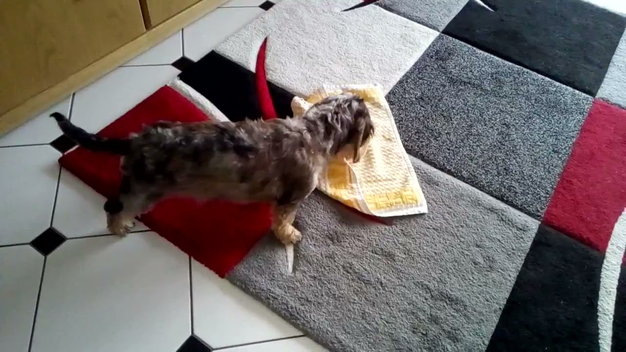 Bolek ... kleine Mahlzeit 🐾🐾🤗
