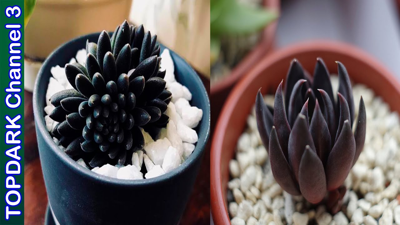 10 Hermosas suculentas de color negro