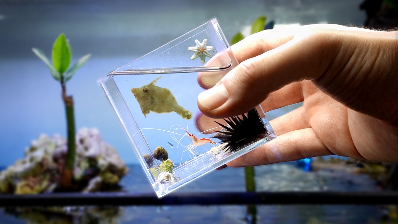 Tiny Beach Ecosystem Experiment (1 year later)